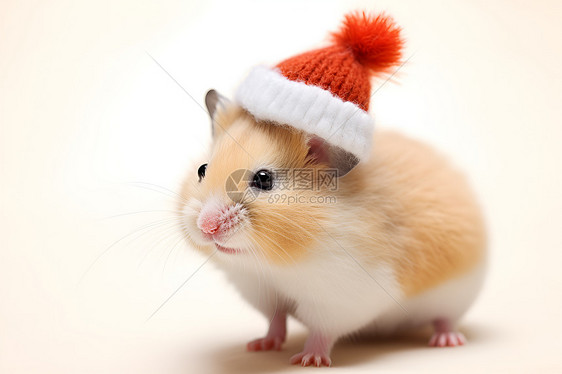 戴圣诞帽的仓鼠图片