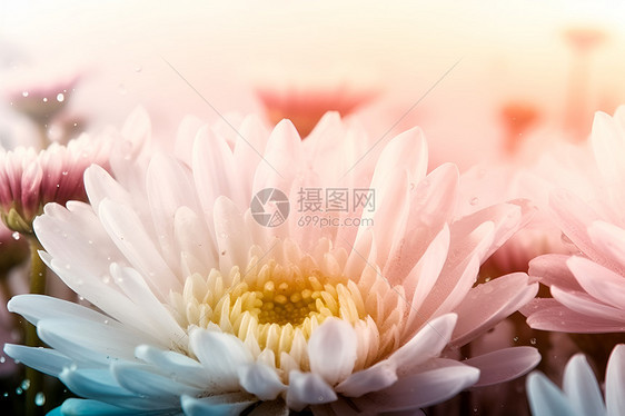 精致优雅的浅色雏菊图片