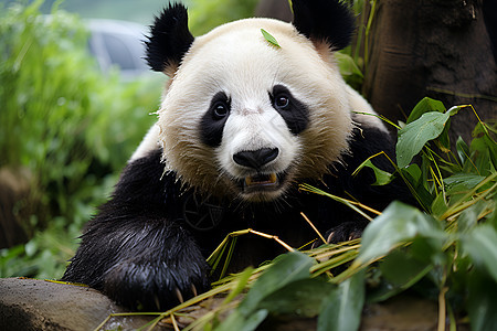 树林中休憩的熊猫图片