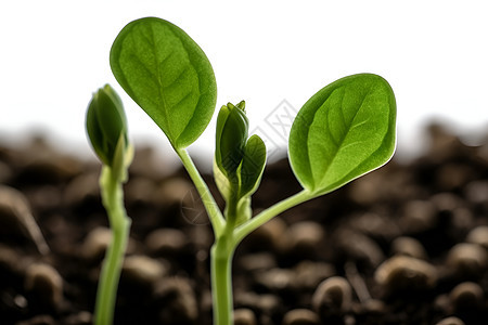 农田嫩绿的幼苗背景图片
