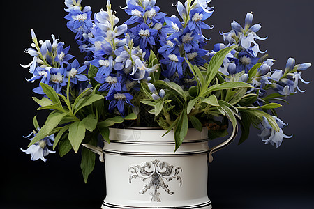 花瓶中美丽的蓝色风信子图片