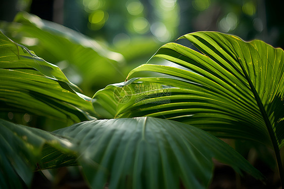 茂盛的热带雨林树叶图片