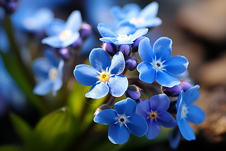 清新自然的蓝色花朵图片