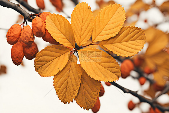 秋季枝叶繁茂的枫树图片