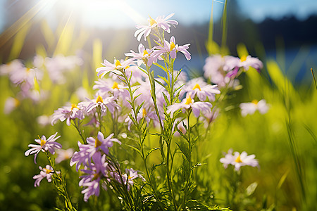 春季花园中绽放的美丽花朵图片