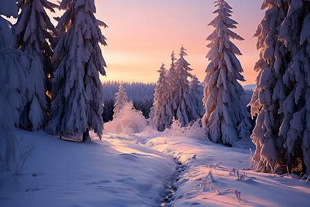 晨曦中的雪景图片