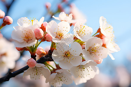 春季花园中绽放的樱花花朵图片