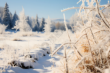 冰雪仙境的冬日森林景观图片