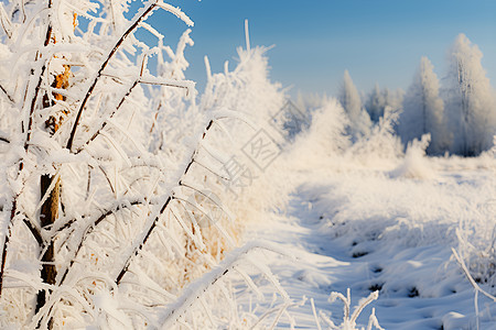 冬日白雪中的童话森林图片