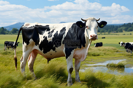 农业养殖的牛群图片