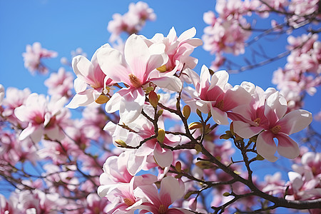 春季花园中绽放的樱花花朵图片