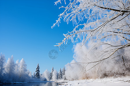 冰雪奇景的森林景观图片