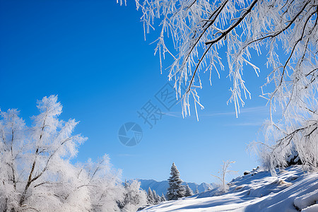 冰雪世界的森林景观背景图片