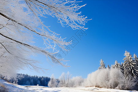 冬季白雪覆盖的丛林景观图片