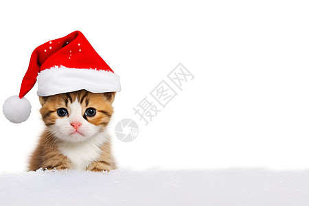 带圣诞帽的宠物猫咪图片