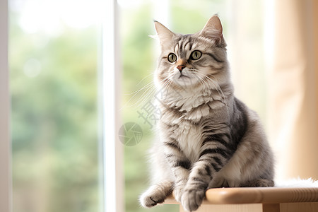 窗台前坐着的小猫图片