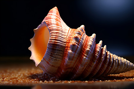 沙砾上的贝壳海螺图片