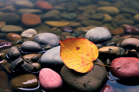 秋意浓郁的池塘景观背景图片
