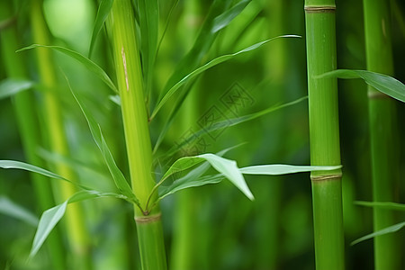 竹林中的竹子图片