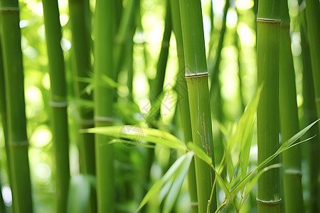 绿意盎然的竹子背景图片