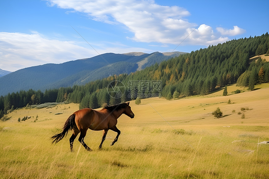 山野中奔跑的马儿图片