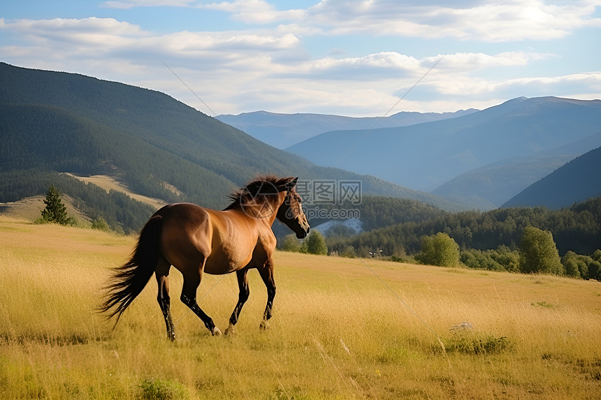 山野中驰骋的马儿图片