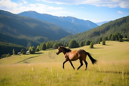 山野中的马儿图片