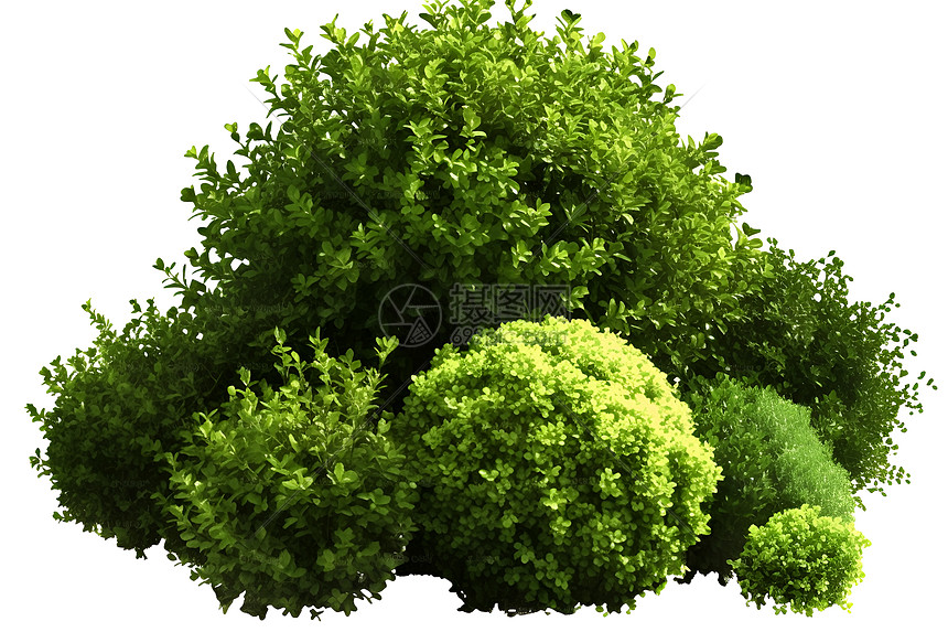 绿色的灌木丛图片