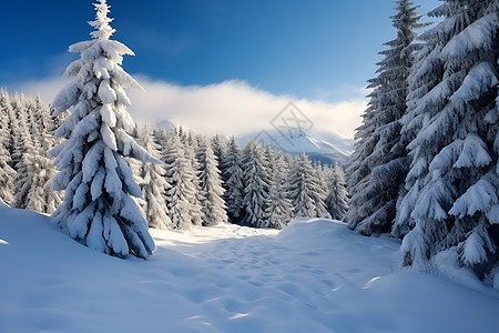 户外白雪覆盖的林间背景图片