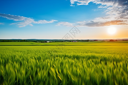 户外青绿的小麦背景图片