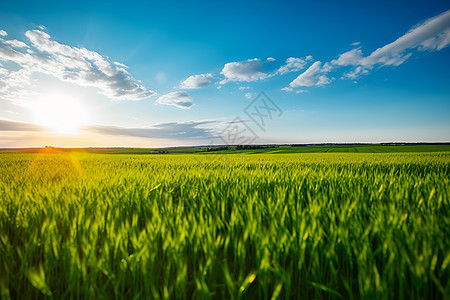 田园中广阔的小麦背景图片