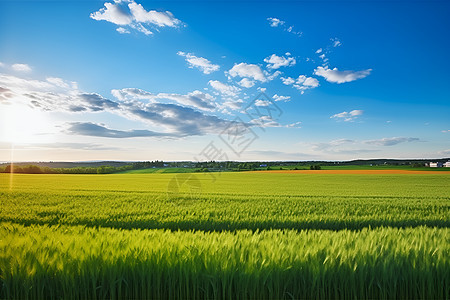 户外翠绿的麦田图片