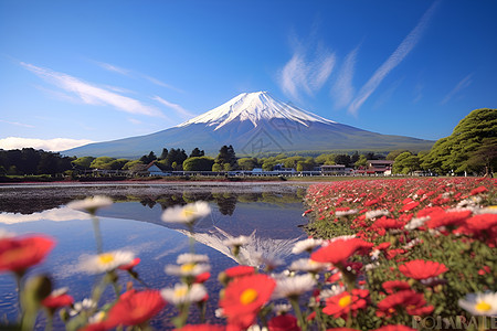富士山与花海图片