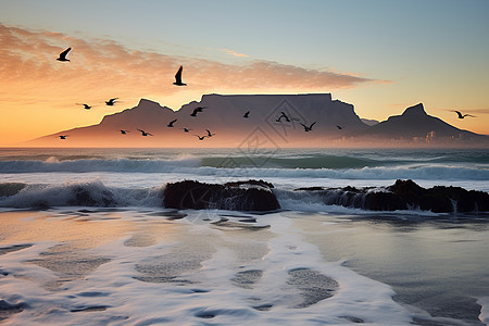一群鸟在海上背景图片