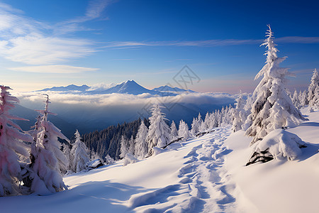 美丽的雪山丛林景观图片