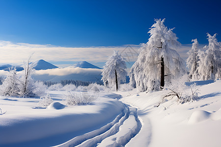 风景优美的雪山丛林景观图片