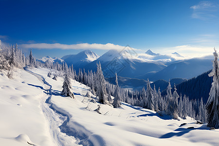 冬季白雪覆盖的丛林景观背景图片