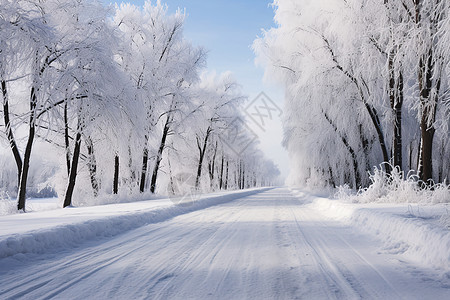 树木中雪地覆盖的道路图片