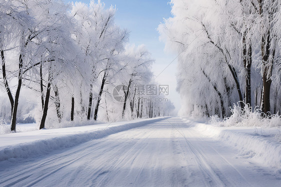 树木中雪地覆盖的道路图片