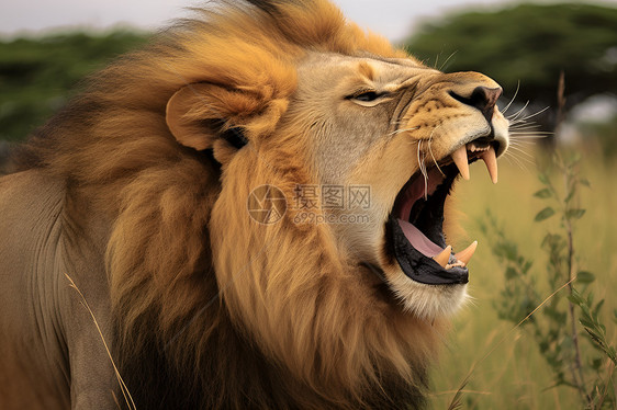 草原之王的狮子图片
