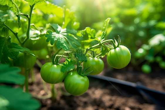 农业种植的番茄作物图片