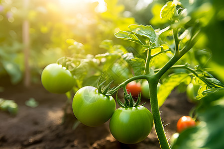 乡村农业种植的番茄作物图片