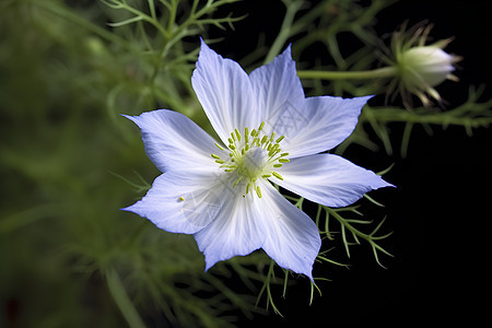 春季花园绽放的美丽花朵图片