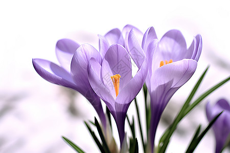 紫色花束初绽图片