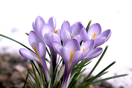 紫色美丽的花朵图片