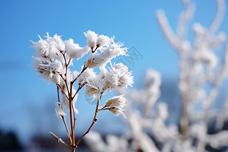 冰雪晶莹图片