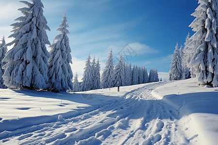 冬日森林中的雪道图片