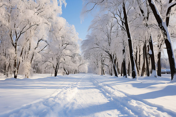 白雪覆盖的公园图片