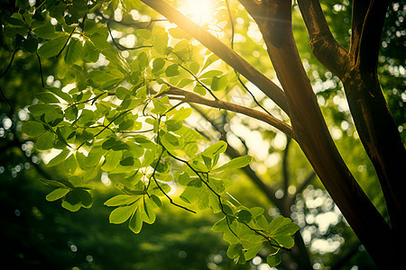 阳光穿过树叶图片
