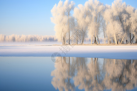 雪地里的树木背景